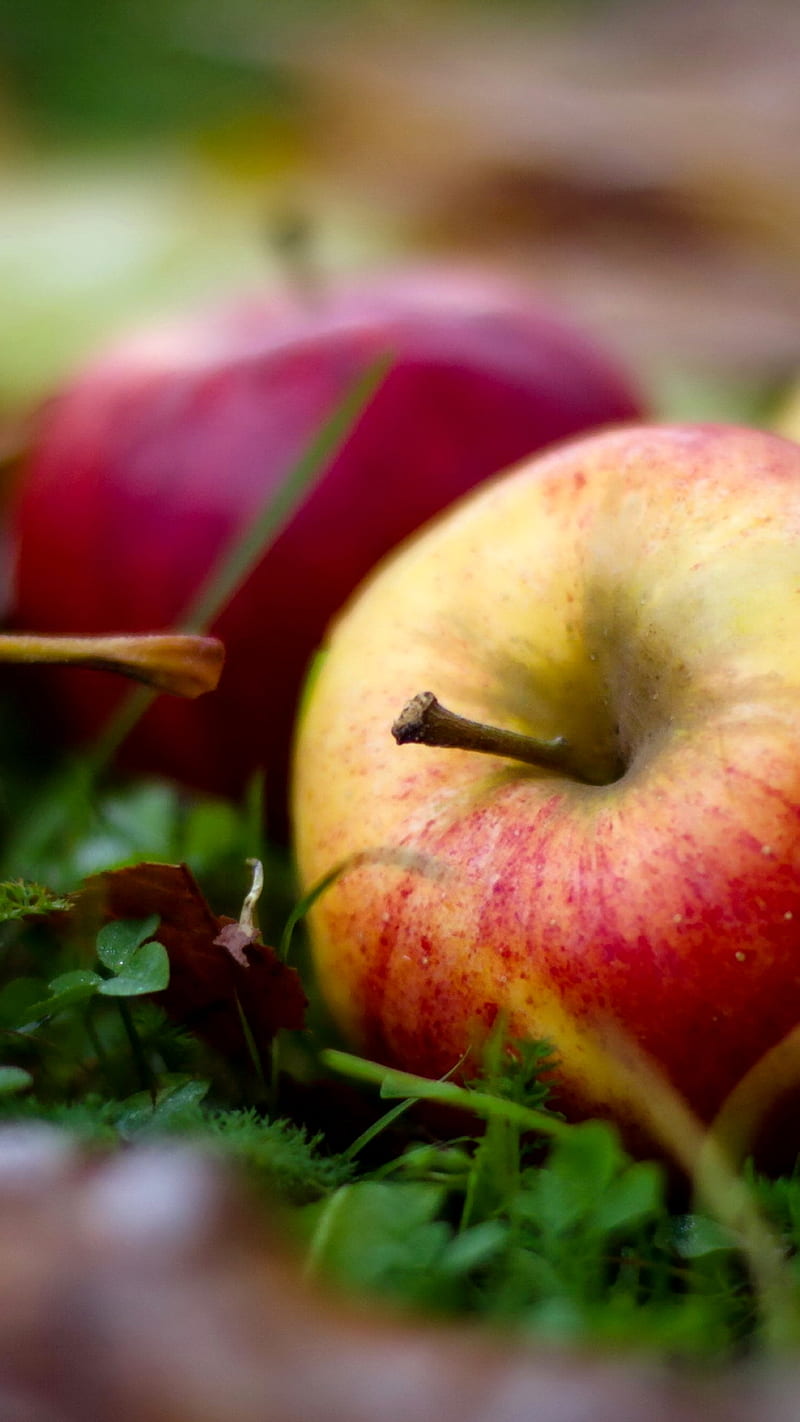 Apples, food, fruit, nature, red, sweet, HD phone wallpaper