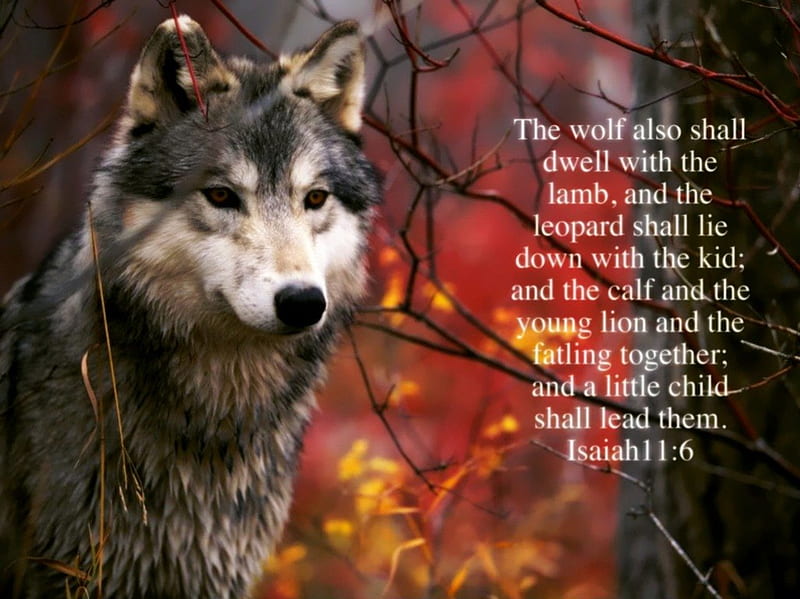 The wolf, bible verses, jesus, scriptures, lamb, wolf, bible, wolves, god, holy spirit, HD wallpaper