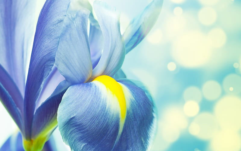 Blue iris, bokeh, flower, summer, yellow, blue, iris, HD wallpaper