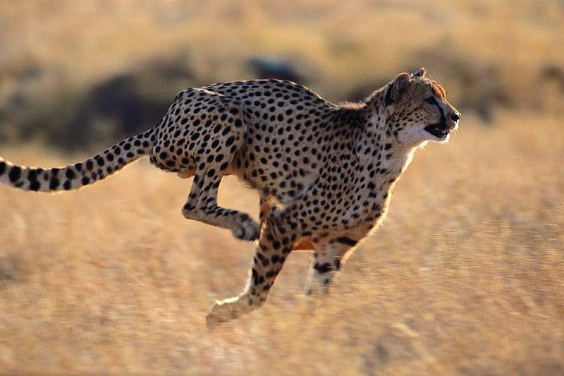 great cheetah, gold, speed, spots, wild, agile, cat, fast, HD wallpaper