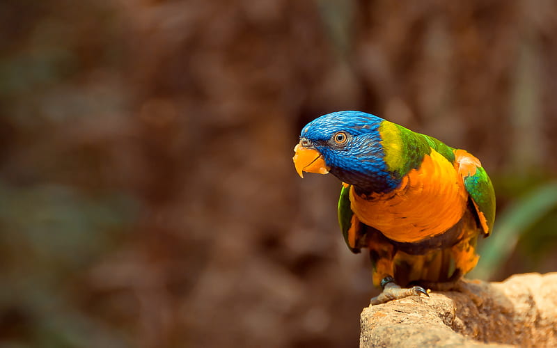 Rainbow Lorikeet close-up, parrot, Trichoglossus moluccanus, colorful birds, HD wallpaper