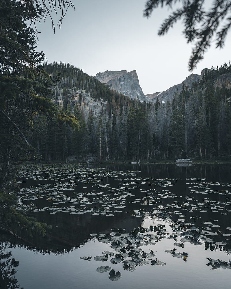 lake, mountains, trees, water, water lilies, HD phone wallpaper
