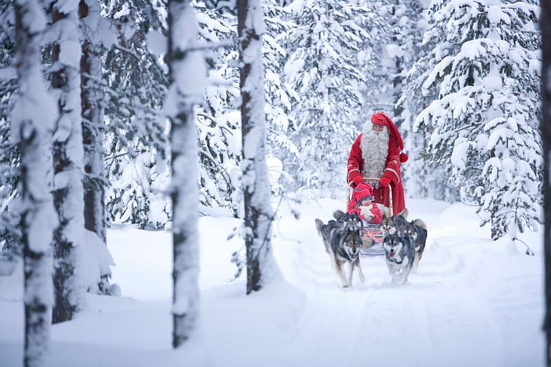 In the village of Santa Claus, sleigh, forest, holidays, snowy trees, santa claus, winter, santa, snow, husky, dogs, HD wallpaper