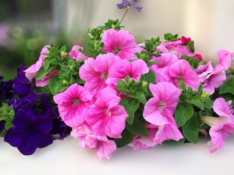 ~Petunias~, purple, flowers, beauty, nature, spring, soft, pink, petunias, HD wallpaper