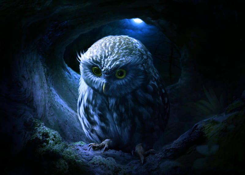 Little Owl, owl, artist, artwork, digital-art, HD wallpaper