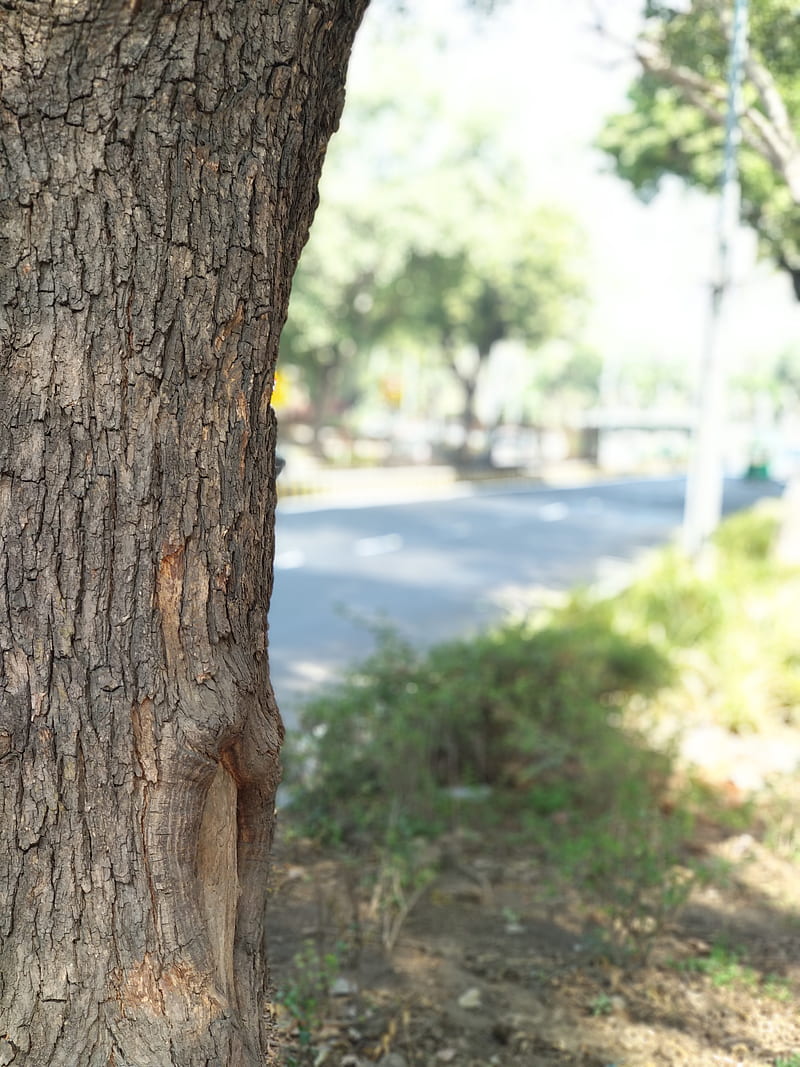Tree, nature, graphy, delhi, HD phone wallpaper