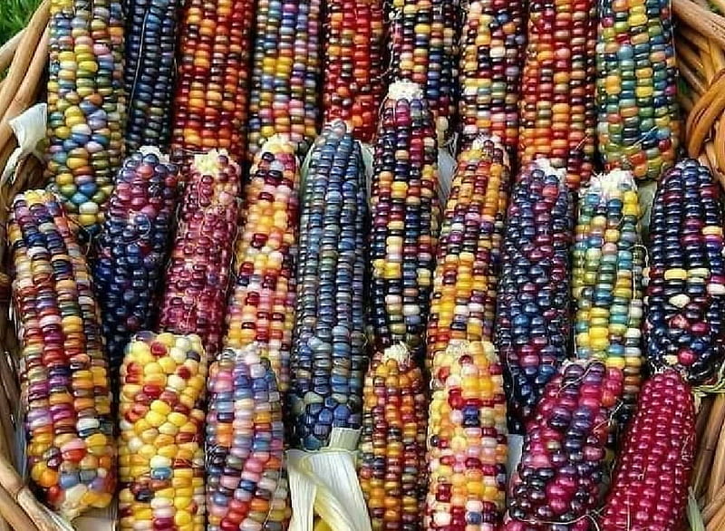 Corn, Violet, Yellow, Gastronomy, Orange, Red, Colors, Blue, HD wallpaper