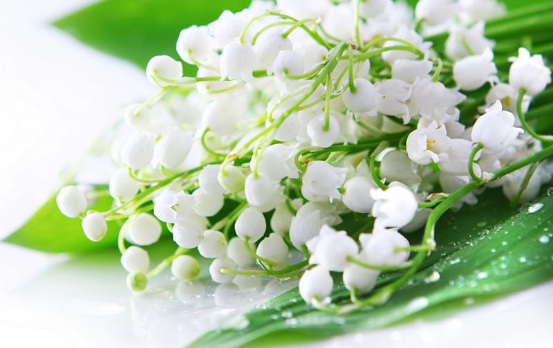 Lily of the Valley, flowers, white, fragrance, bells, HD wallpaper