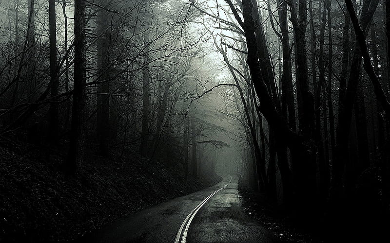 Dark Forest Road, HD wallpaper