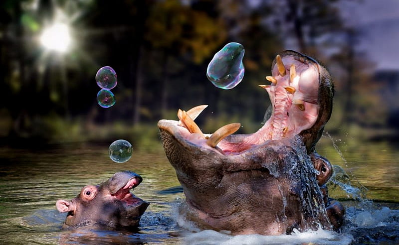 Bubbles And Hippo, Funny, Hippopotamus, Bubbles, Animals, HD wallpaper