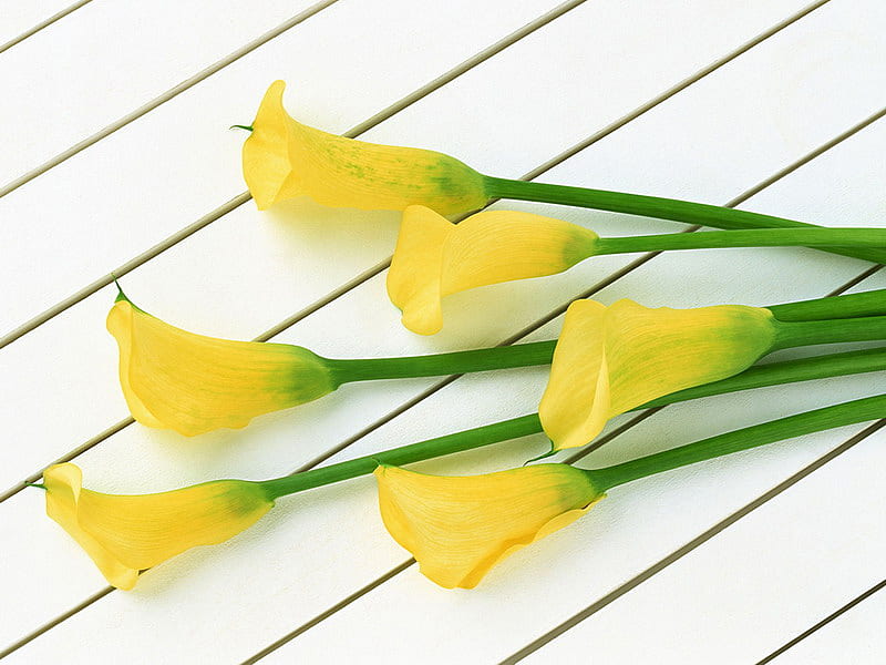 Cala, lirio, flor, amarillo, ramo, Fondo de pantalla HD | Peakpx