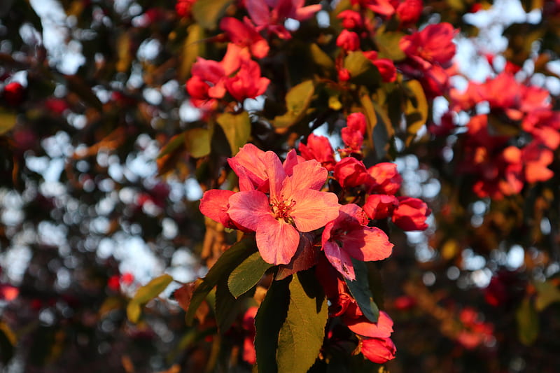 red flower in tilt shift lens, HD wallpaper