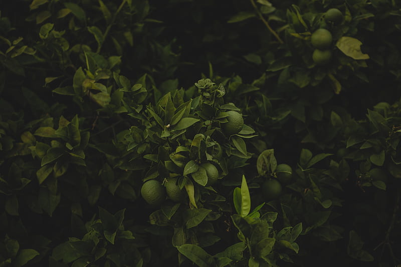 Greenish, green, dark, nice, leaf, bushes, lemons, nature, fruit, HD wallpaper