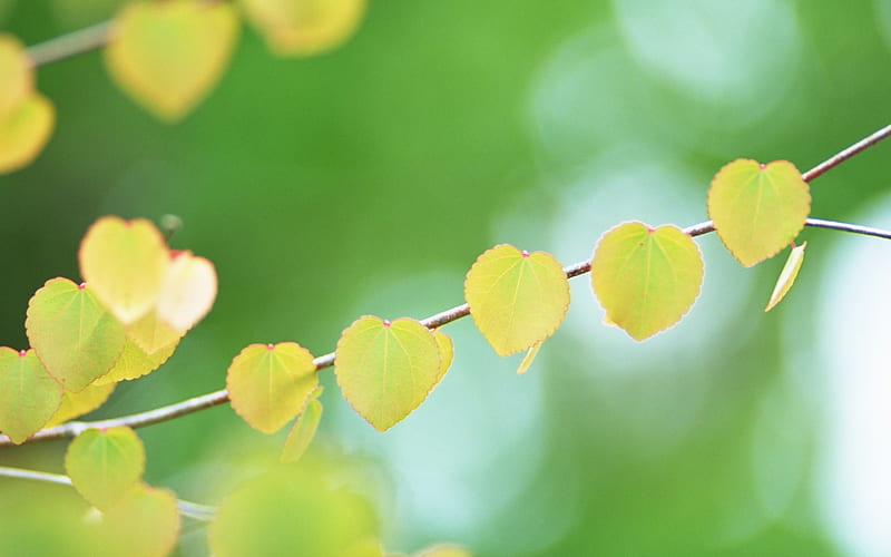 9 Heart shaped leaves -Ethereal Romantic Leaves, HD wallpaper | Peakpx