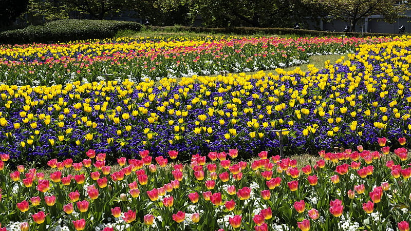 Tulips, Purple, Yellow, Red, Tulip, Rose, Churippu, 3840x2160, Pink, Tulipa gesneriana, Coral Red, Lemon Yellow, Flowers, Flower, HD wallpaper