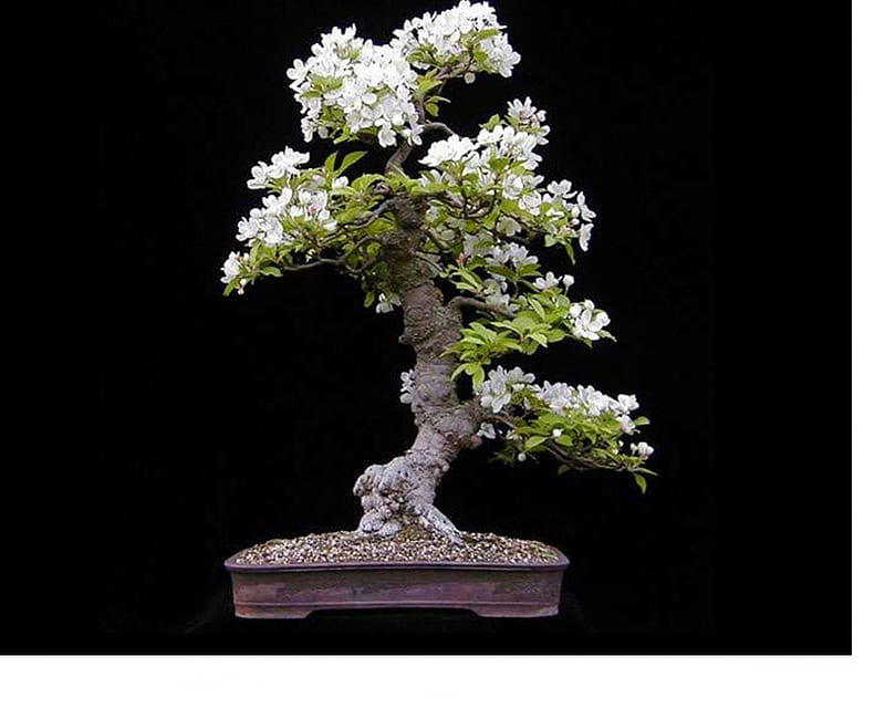Bonsai, árbol, flores, blanco, pequeño, Fondo de pantalla HD | Peakpx
