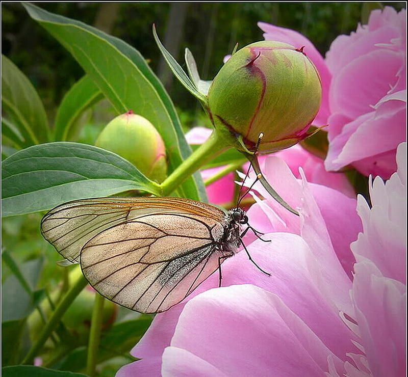 FOR MY DEAR FRIEND CHERIE, flower, pretty, butterfly, pink, HD wallpaper