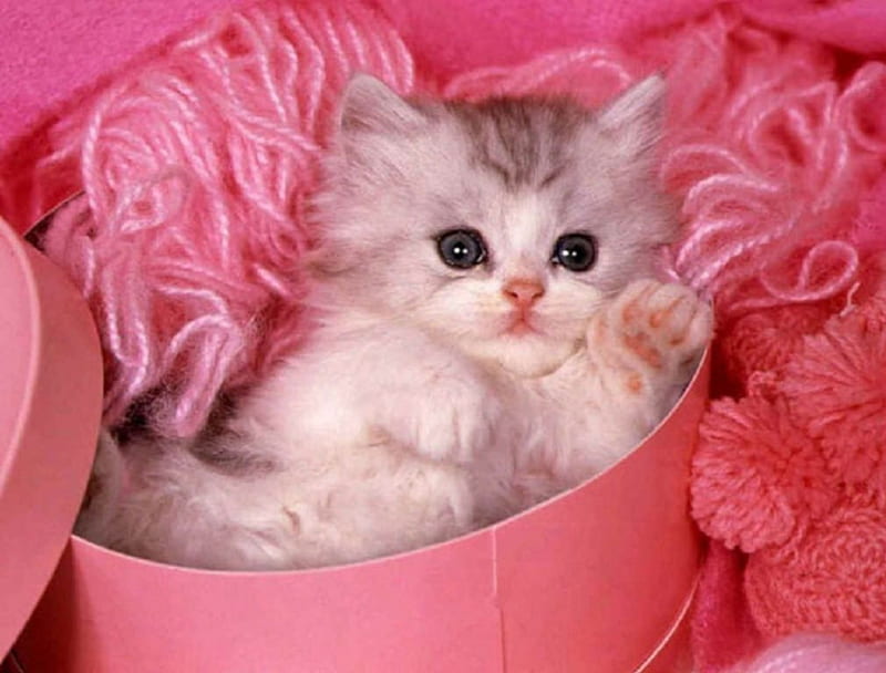 Cute Baby Cat, cute, cat, baby, animal, HD wallpaper