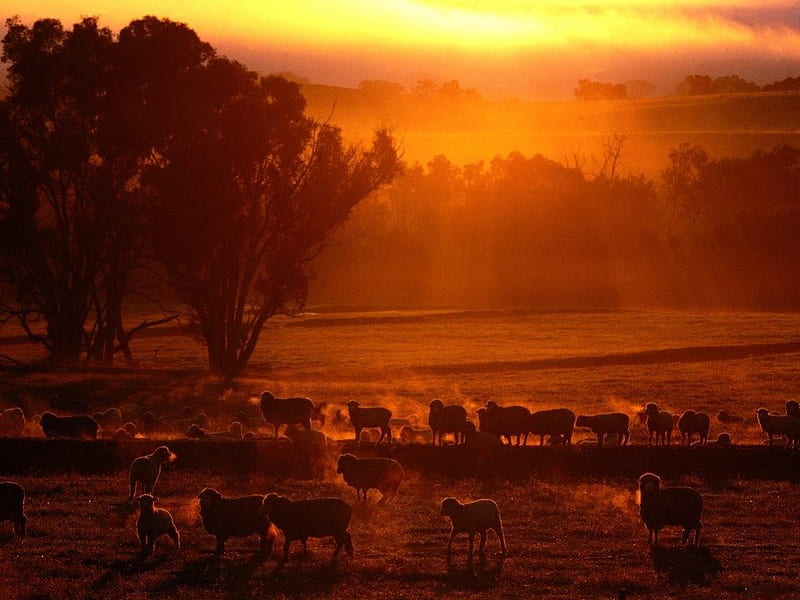 GOLDEN LIGHT, glow, farms, silouettes, trees, sheep, flocks, farmlands, sunsets, fields, horizons, animals, HD wallpaper