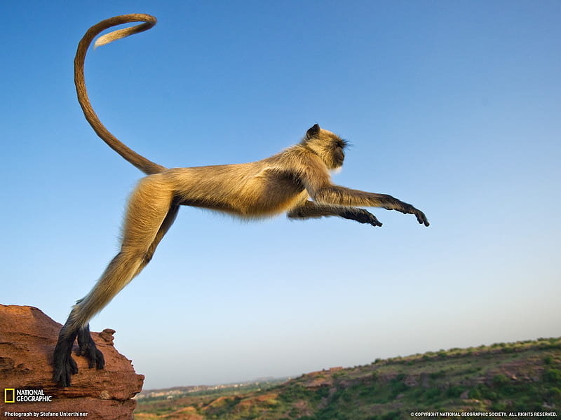 Leaping Langur India-National Geographic magazine, HD wallpaper