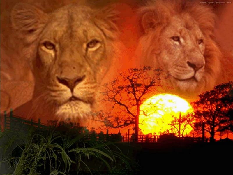 Burning sun, sunset, Africa, heat, lions, HD wallpaper