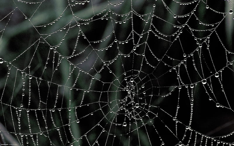 dew covered spider web-Nature Landscape selected, HD wallpaper