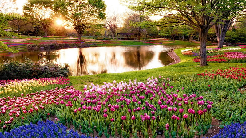 Flower Park near Tokyo, japan, colors, river, spring, tulips, reflection, trees, HD wallpaper