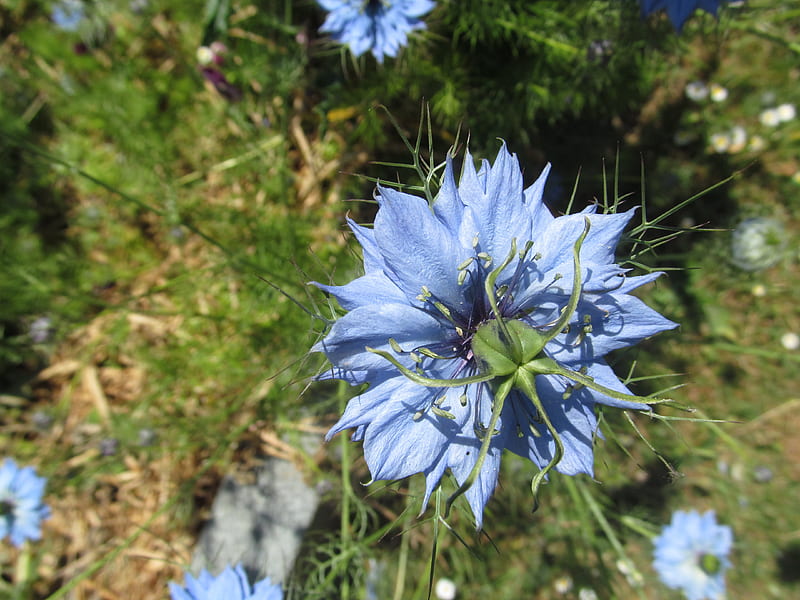 Spikey Blue, Nature, Gardens, Flora, Flowers, Blooms, UK, Blue, HD wallpaper