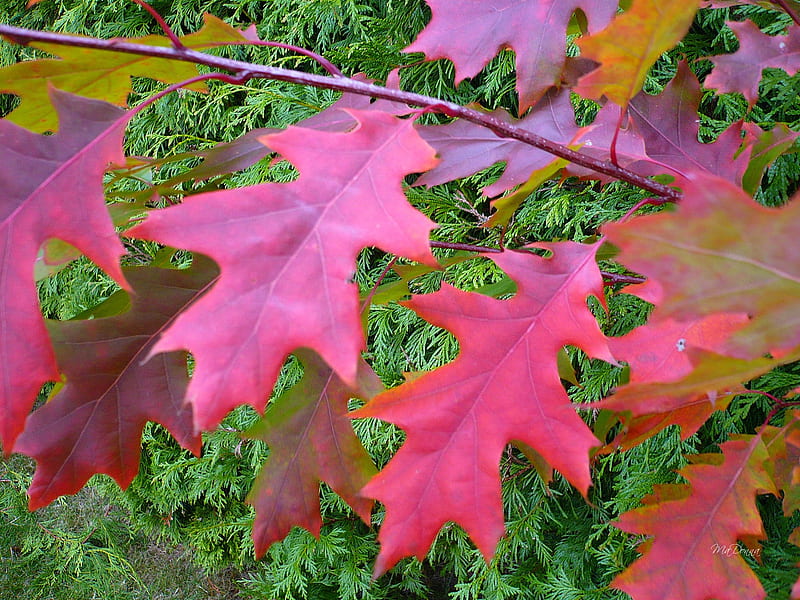Oak on Cedar, fall, autumn, washington, firefox persona, leaf, tree, color, oak, cedar, HD wallpaper