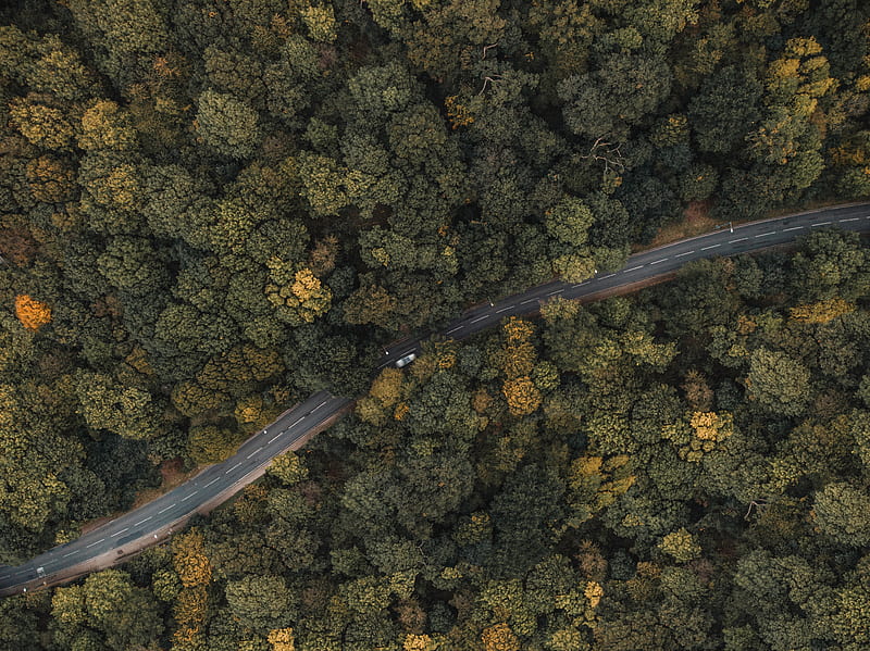 forest, road, aerial view, trees, treetops, car, HD wallpaper