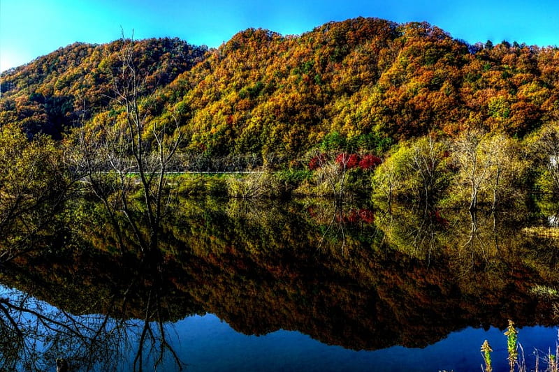 HD wallpaper lake reflection florest calm reflection lake