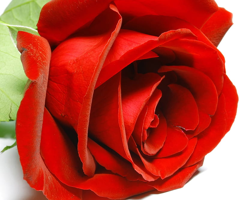 Red Rose, bonito, feelings, for you, love you, red, roses, HD wallpaper