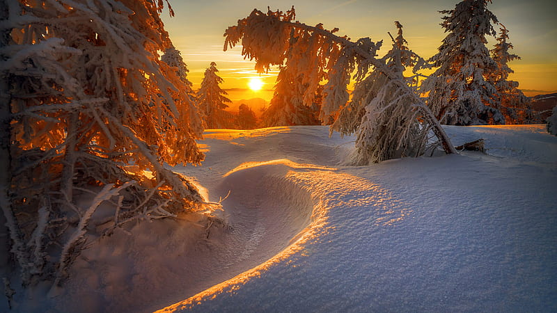Snow Covered Landscape With Trees During Sunrise Winter, HD wallpaper