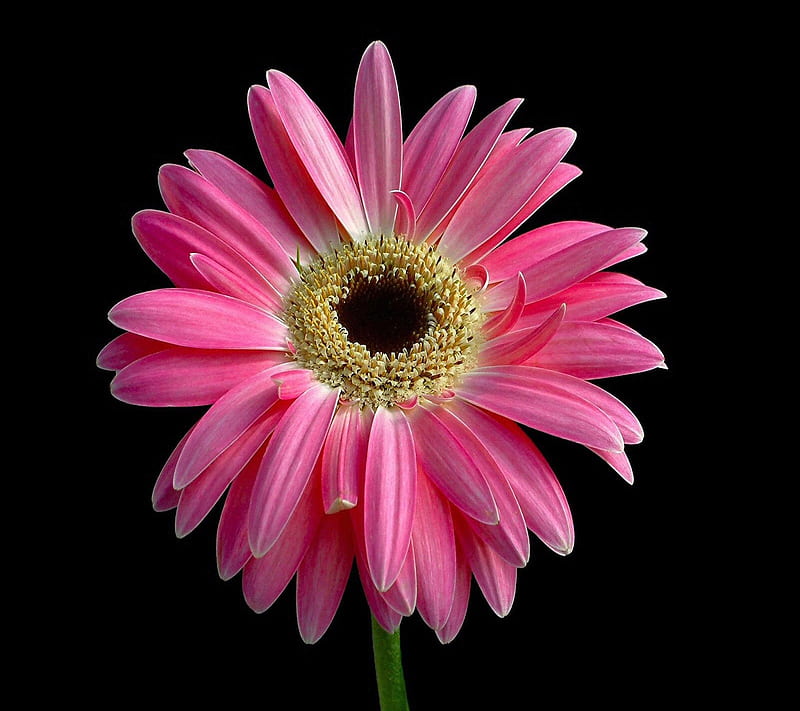 Pink felicia flower, bonito, cute, look, nice, HD wallpaper