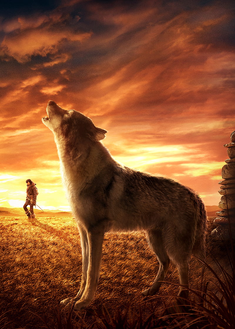 alpha, art movie, winter, wolf, wolves, HD phone wallpaper