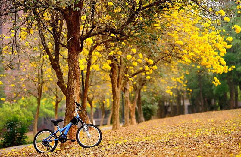 Is Autumn, plimbare, parc, bike, relaxare, HD wallpaper