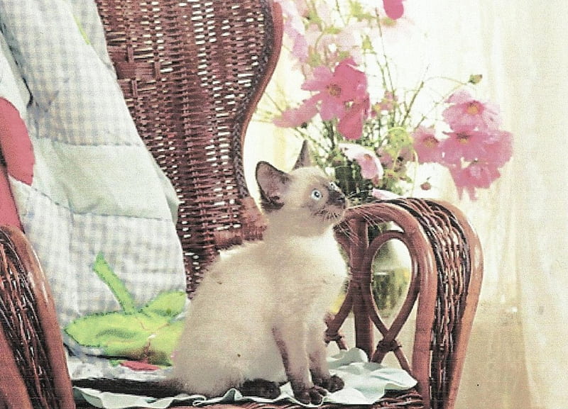 Siamese kitten, cute, paws, siamese, wicker chair, kitten, HD wallpaper