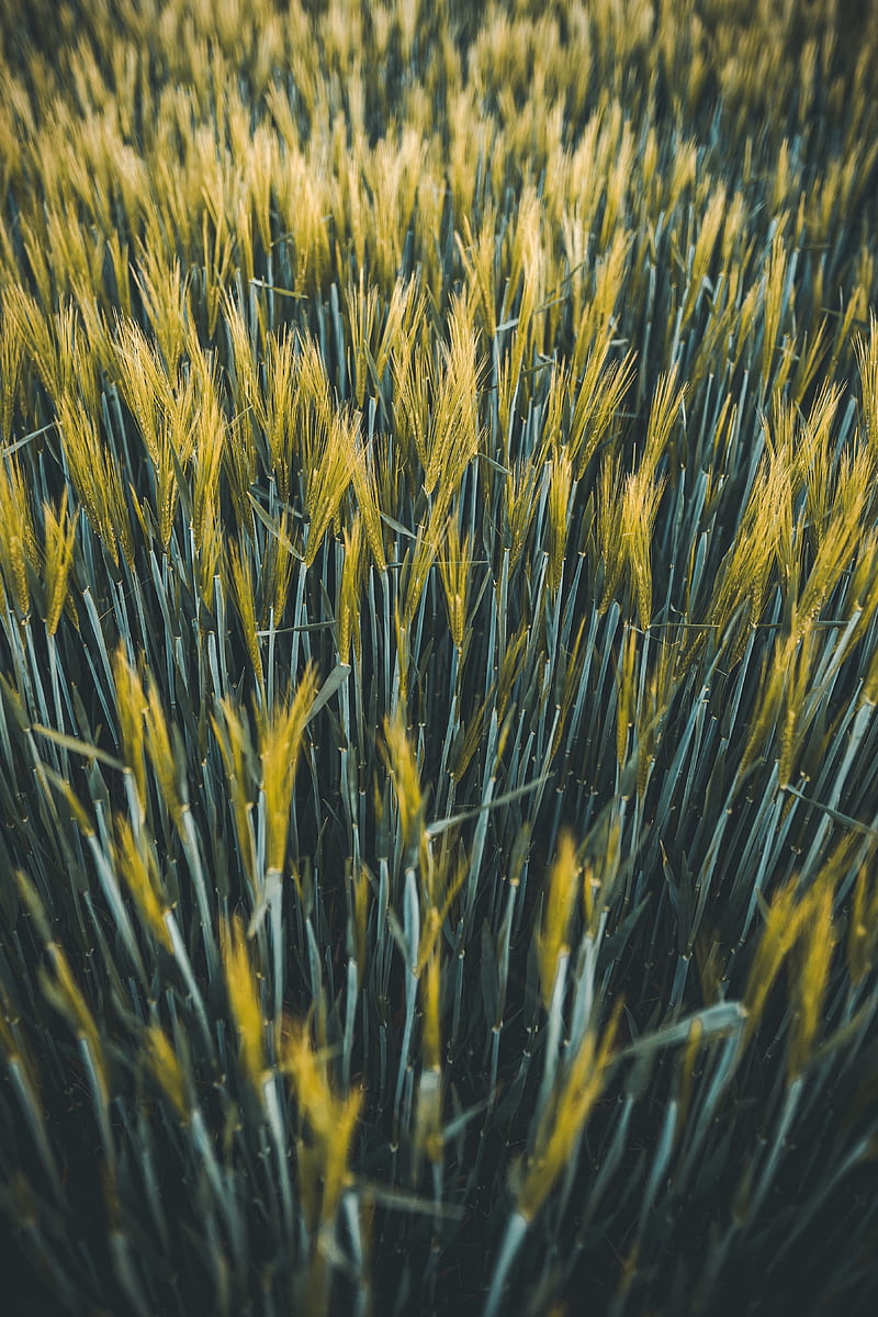 ears, wheat, field, plants, HD phone wallpaper