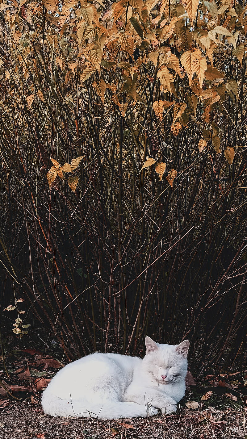 brown dried leaves on ground, HD phone wallpaper