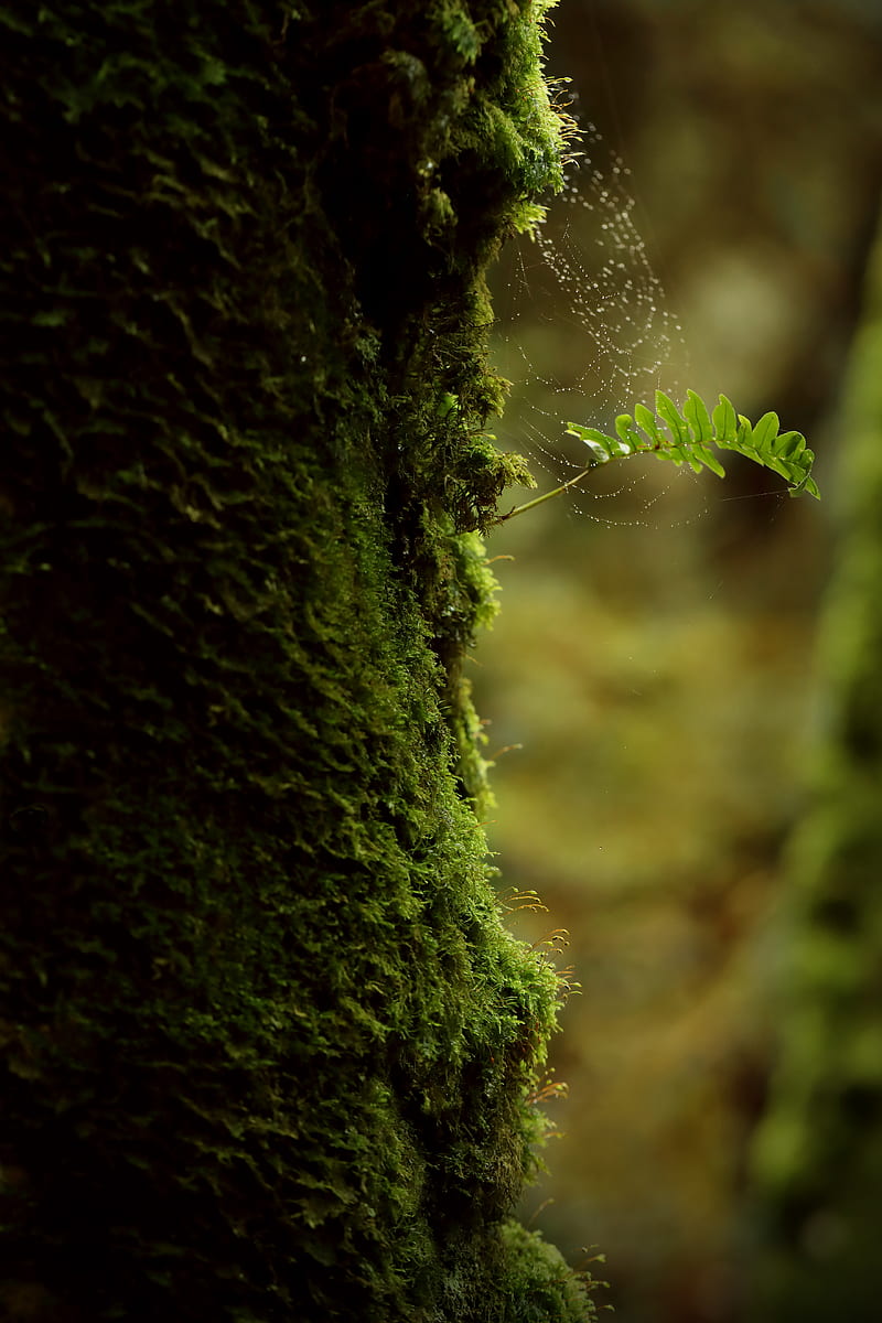 branch, moss, cobweb, macro, green, HD phone wallpaper