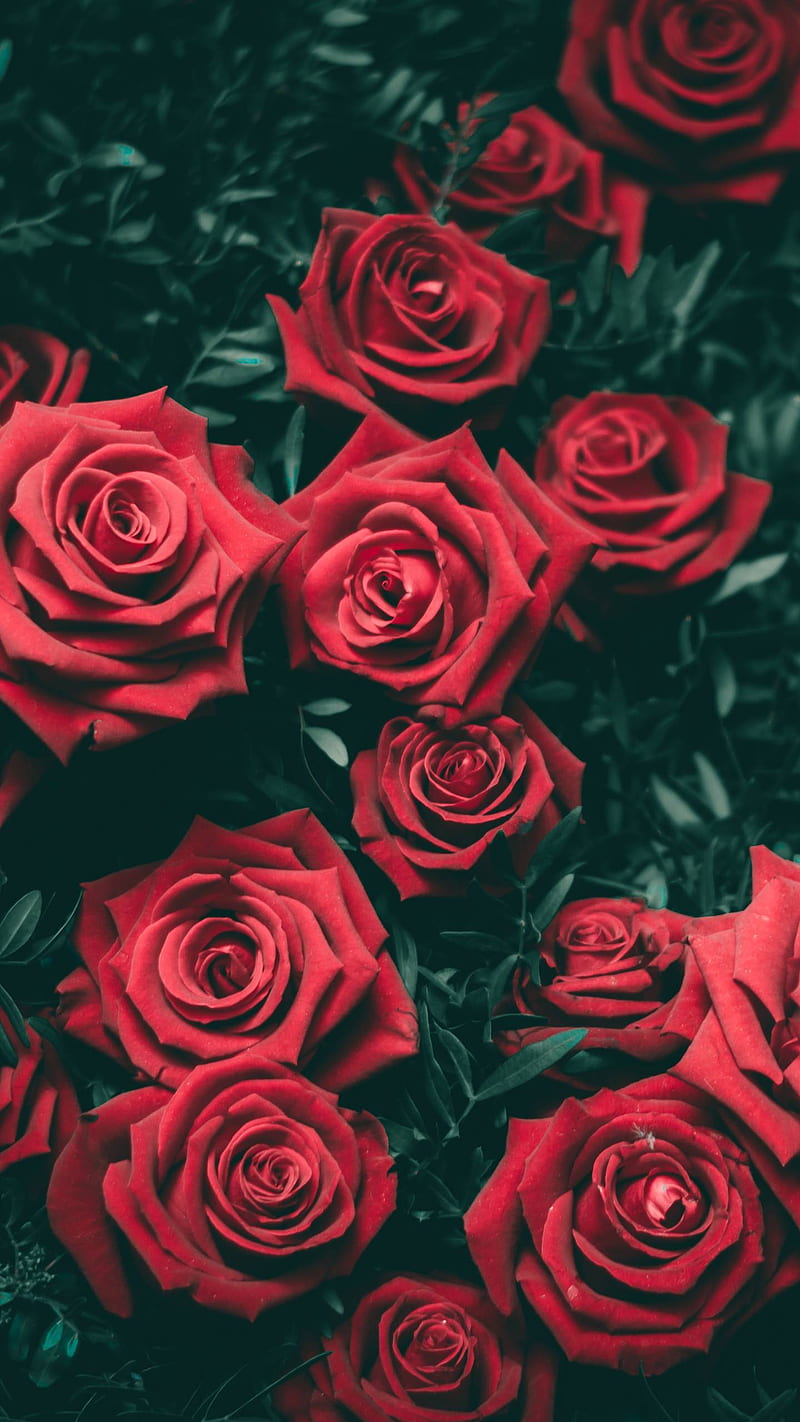 Rosa, corazón, rosas, flores, Fondo de pantalla de teléfono HD | Peakpx