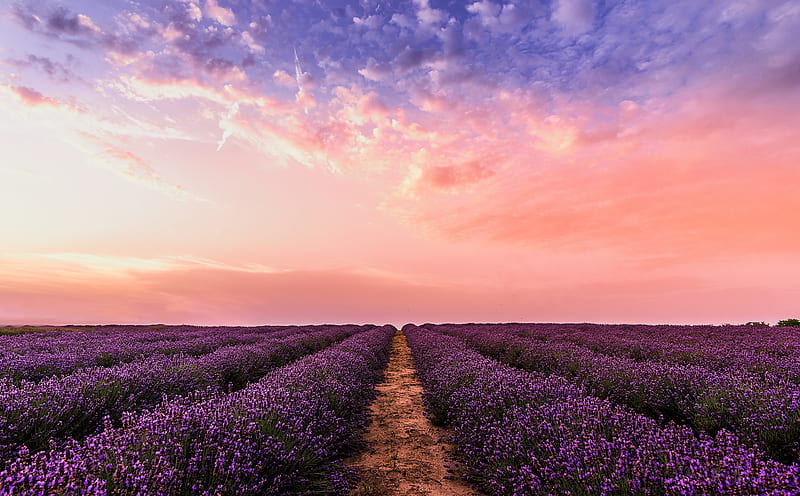 Flower Field Ultra, Nature, Landscape, Purple, Flowers, Field, Lavender, HD wallpaper