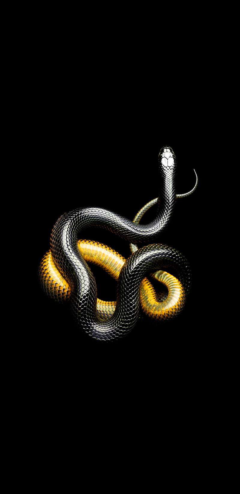 Snake, black, snakes, viper, HD phone wallpaper