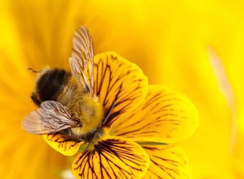 bee, flower, pollen, honey, HD wallpaper