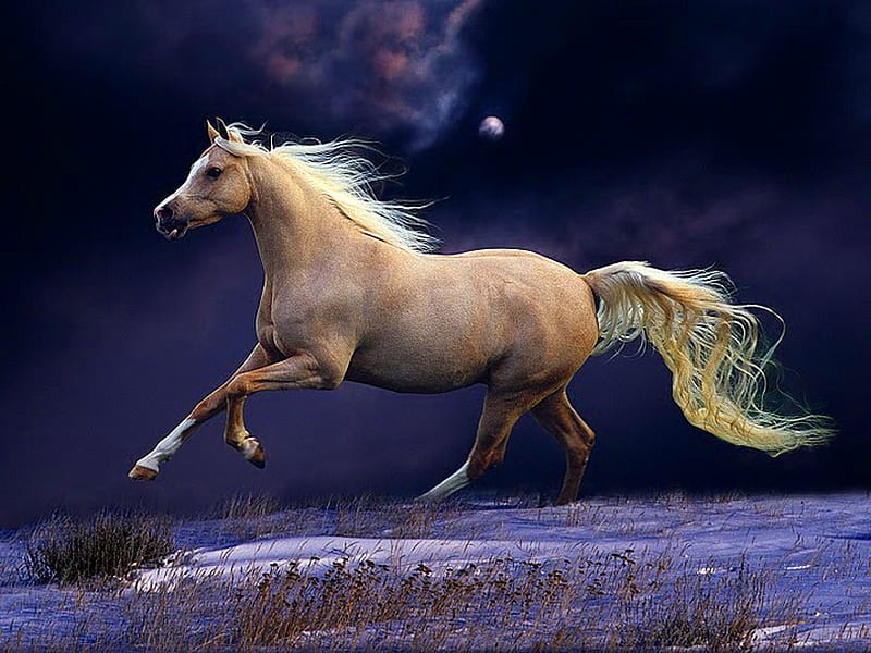Night run, palomino wild, blue sky, gallop, horse, field, night, HD wallpaper