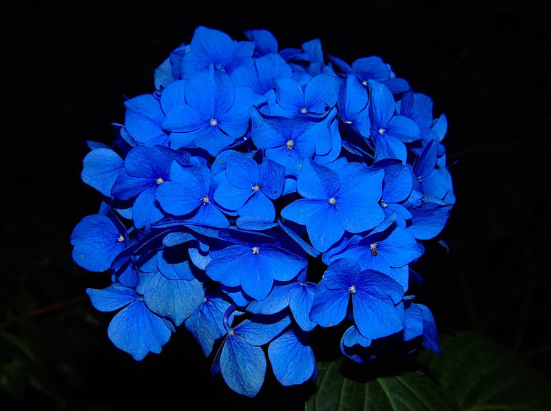 Blue Hydrangea, hydrangea, garden plant, alive, flowers, nature, bonito, blue, HD wallpaper