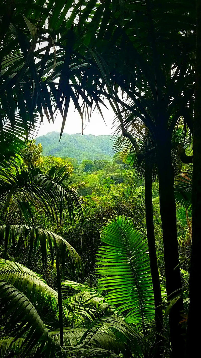 Jungle View, island, jungle, paradise, puerto rico, HD phone wallpaper