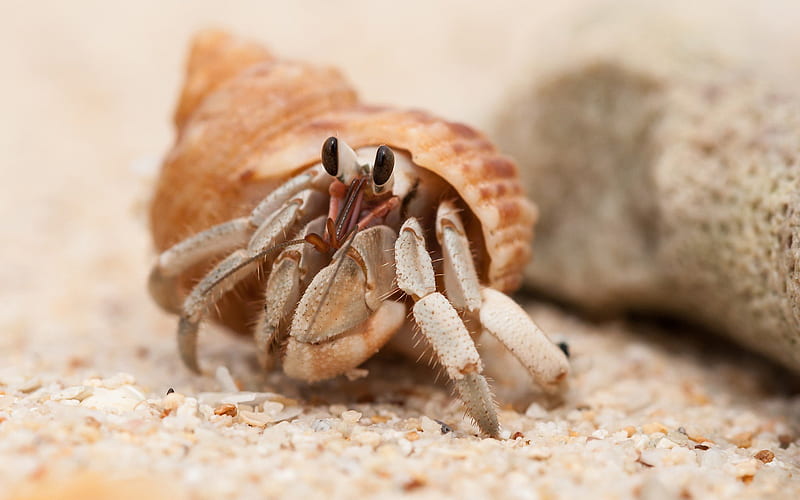 Sand animals hermit crabs ., HD wallpaper
