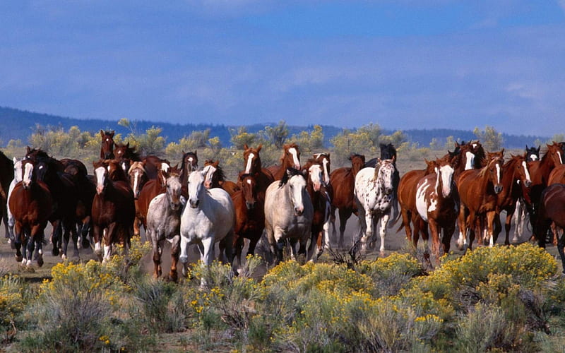 Magnificent Herd of Horses, desert, herd, prairie, magnificent, animals, horses, HD wallpaper