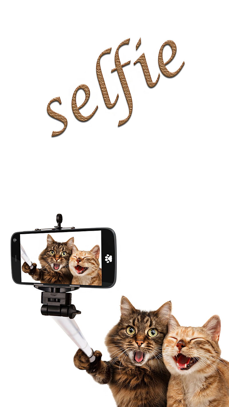 Cat selfie, animal, camera, comedy, funny, mobile, phone, HD phone  wallpaper | Peakpx
